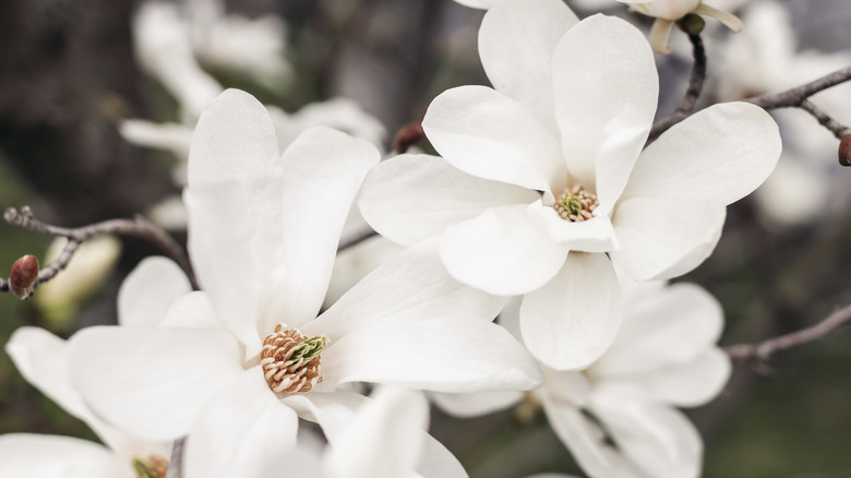 Closeup Star Magnolia flowers