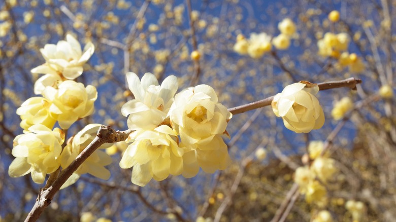 Wintersweet in full bloom