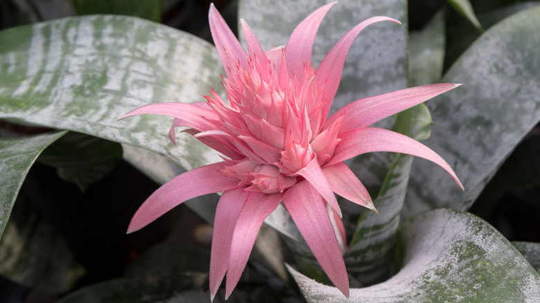 Aechmea bromeliad plant