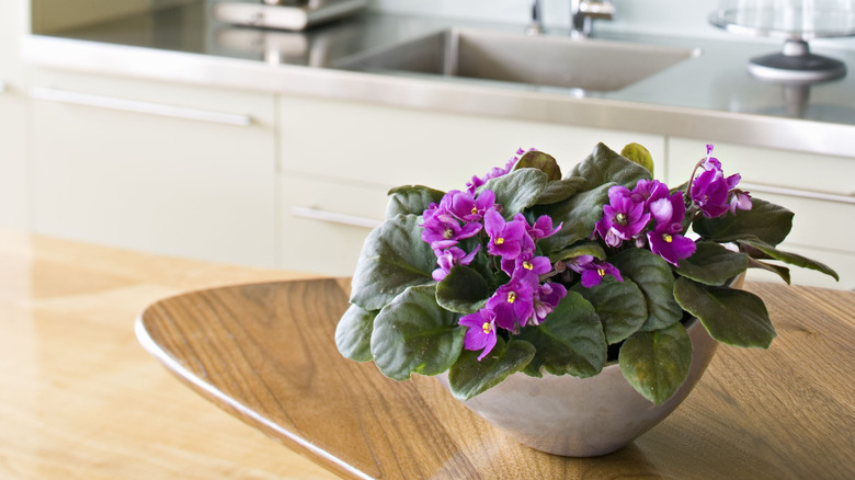 african violet plant