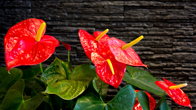 Anthuriums by black wall