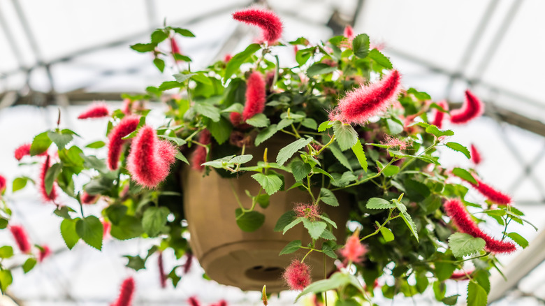Chenille plant in hanging pot