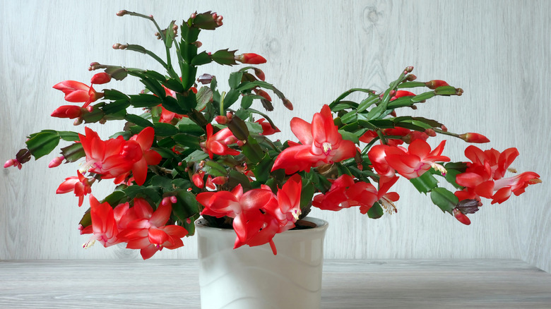 Christmas cactus plant