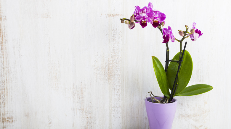 orchid in pot