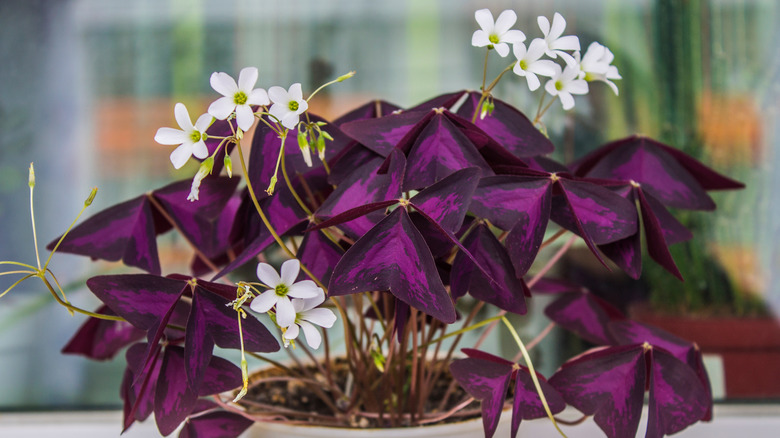 Oxalis plant with blossoms