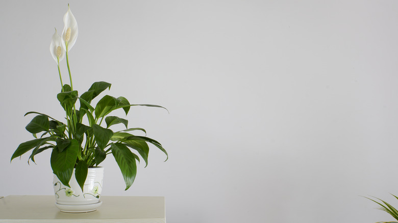 peace lily in ceramic pot