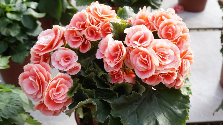 Rieger Begonias in pot