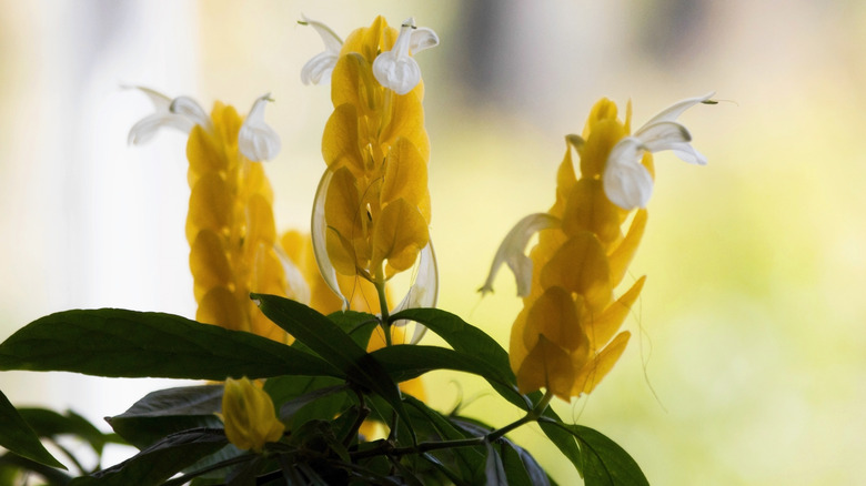 shrimp plant blooming