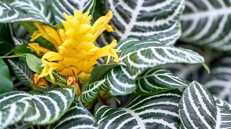 yellow zebra plant