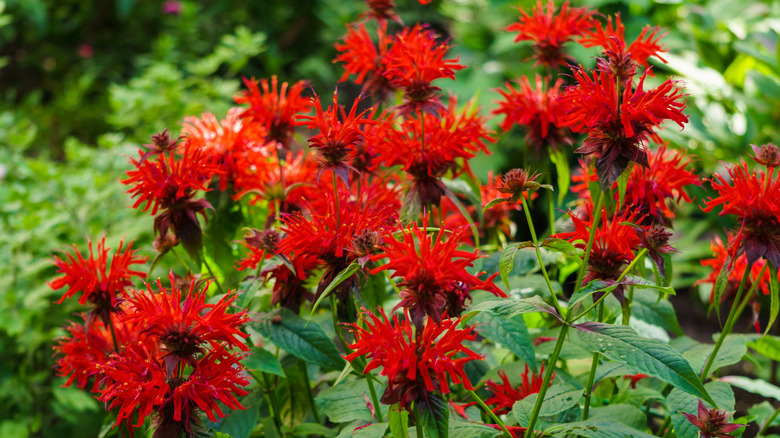 red flowers of bee balm