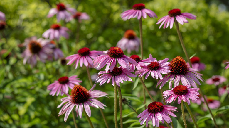 Purple Coneflowers blooming