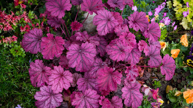 Heuchera with rain drops