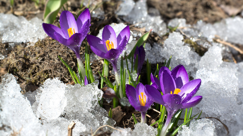 First crocuses in snow