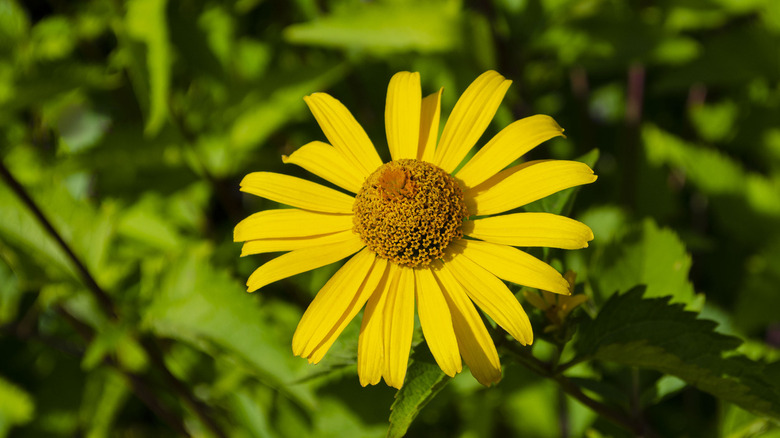 Heliopsis flowers in sunny summer 