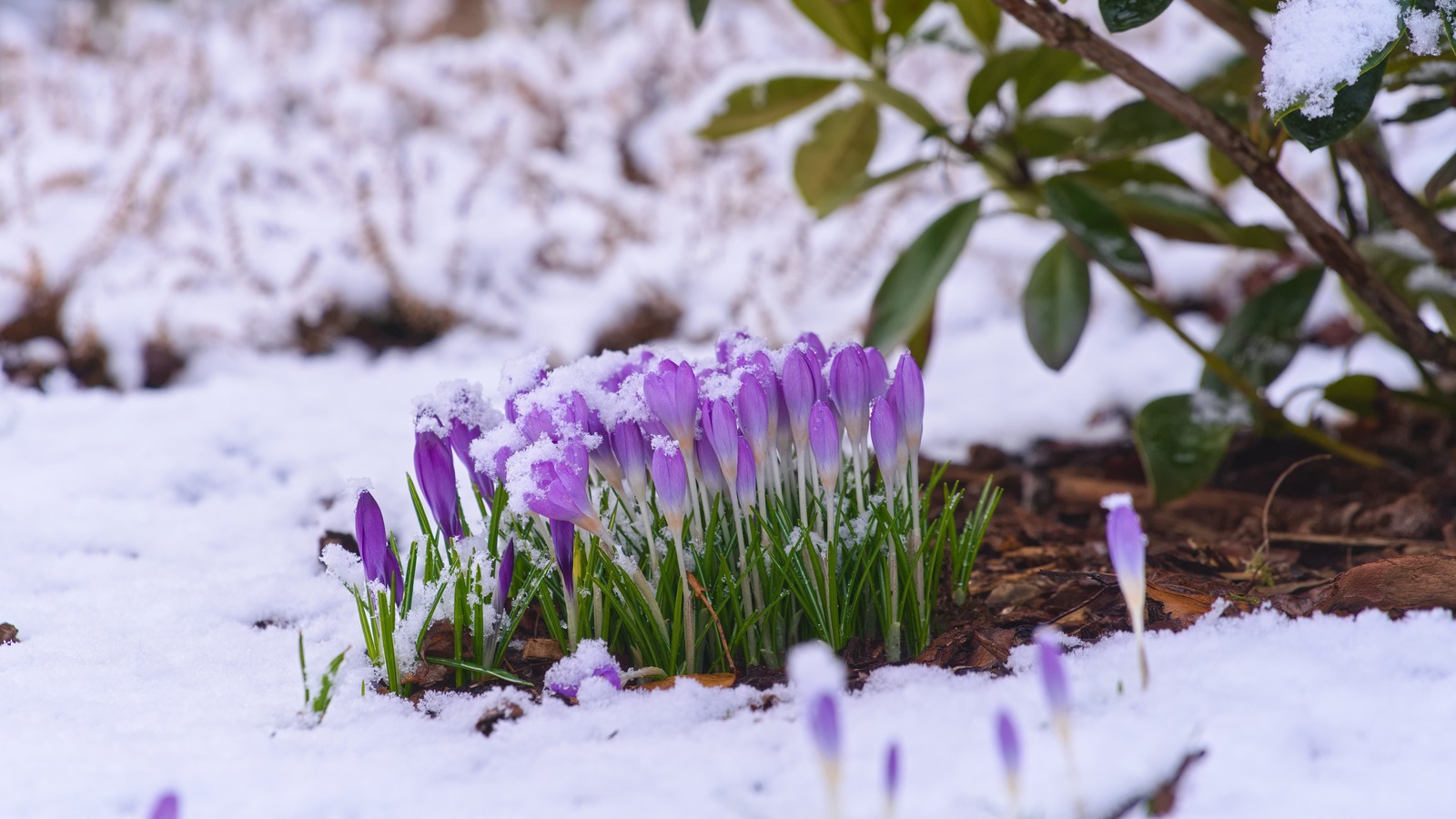 10 Flowers You Can Plant During the Winter