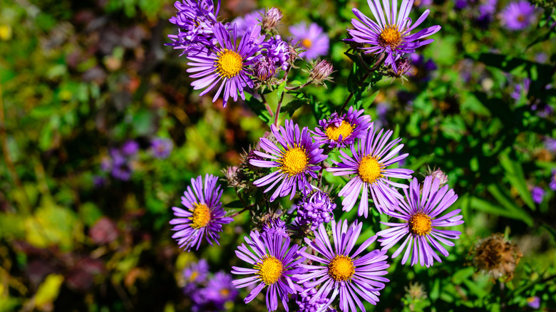 New England Aster flowers