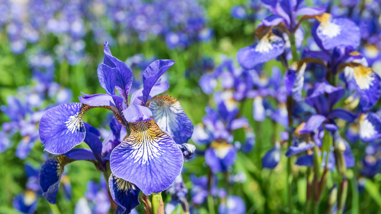 flowering Siberian Iris plants