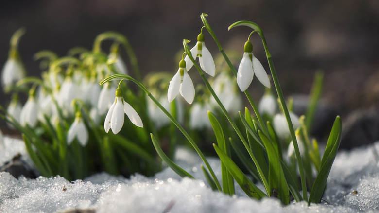 Snowdrop flowers blooming in winter