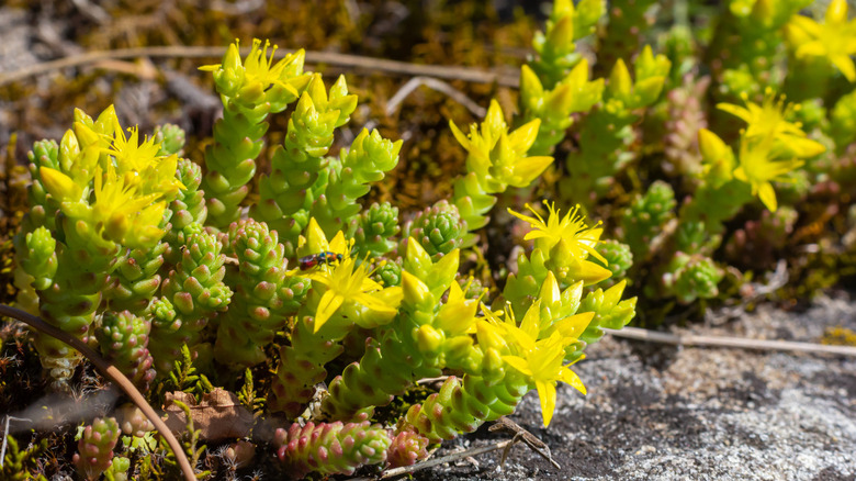 goldmoss stonecrop