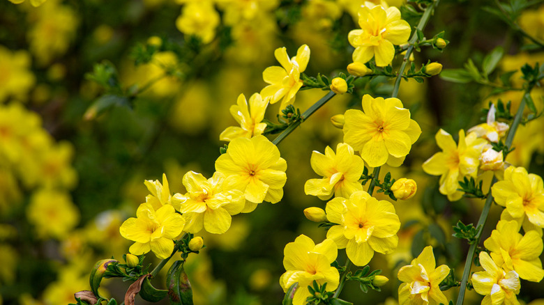 winter jasmine bloomimg