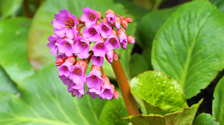 pink Bergenia crassifolia