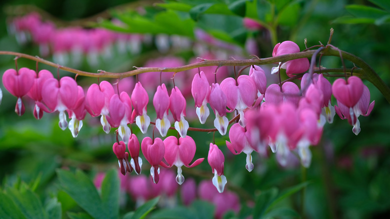 Bleeding heart flowers 