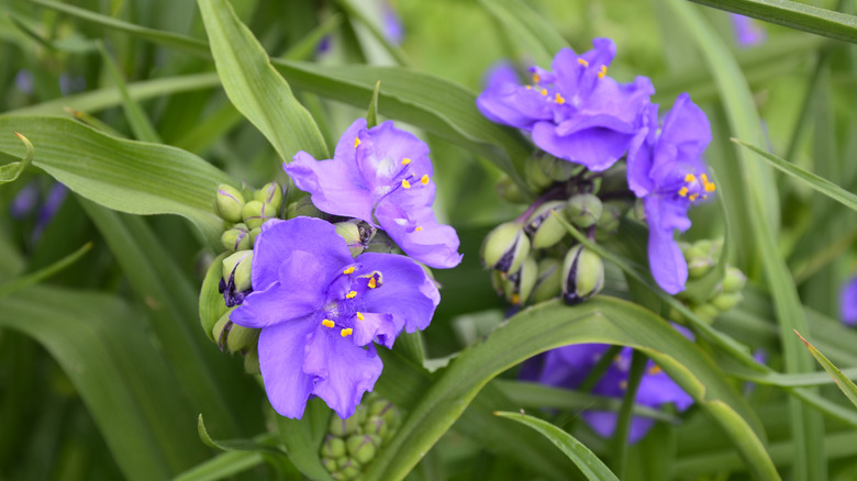 Tradescantia ohiensis or Blue Jackets