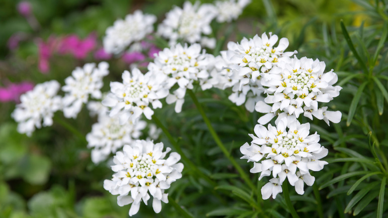 white Iberis sempervirens