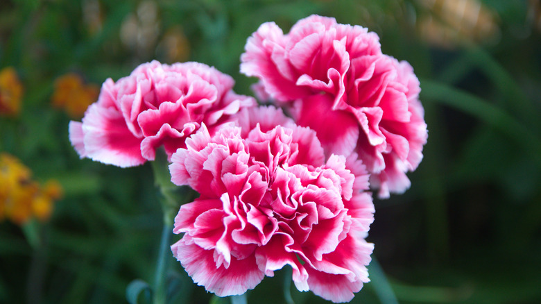 pink carnations