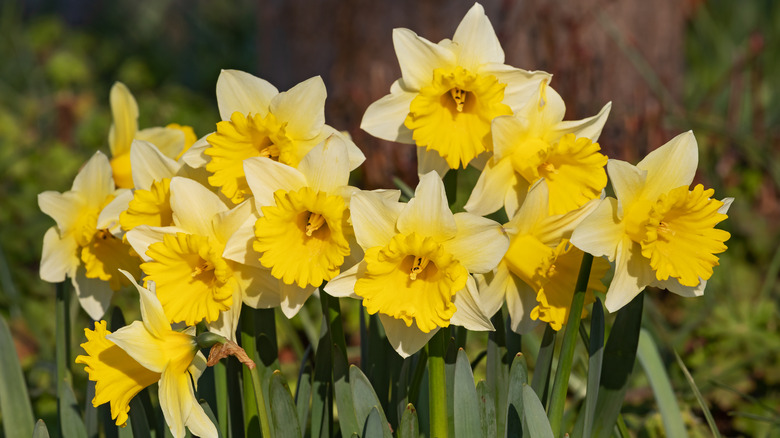 yellow Narcissus pseudonarcissus