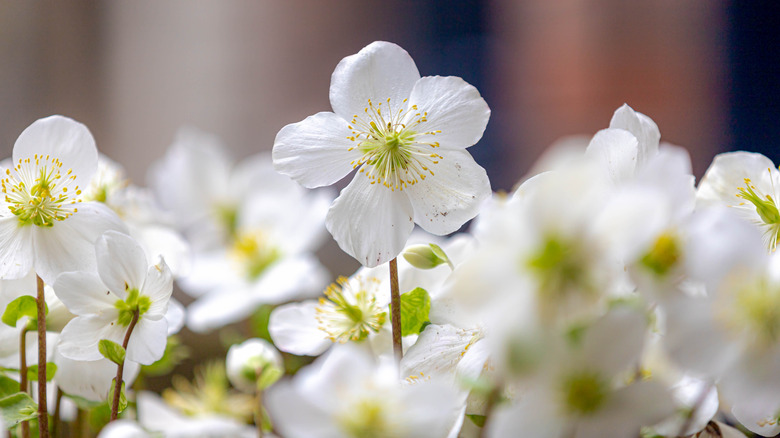 white hellebore flowers 