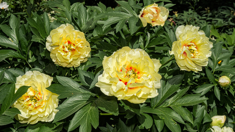 cream yellow itoh peonies