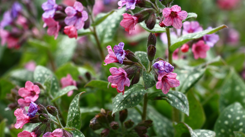 Pulmonaria saccharata