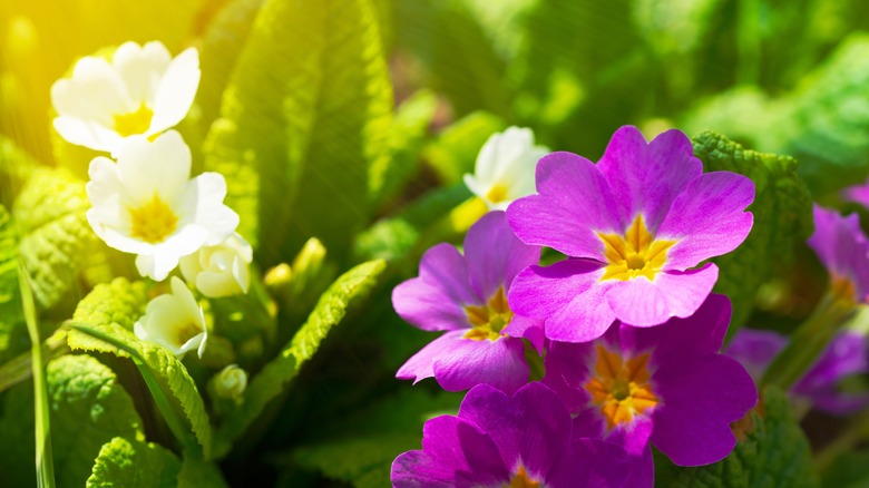 purple and white primrose flowers