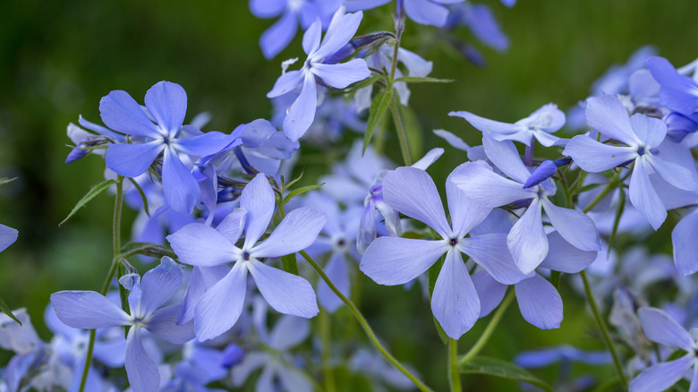 blue woodland phlox