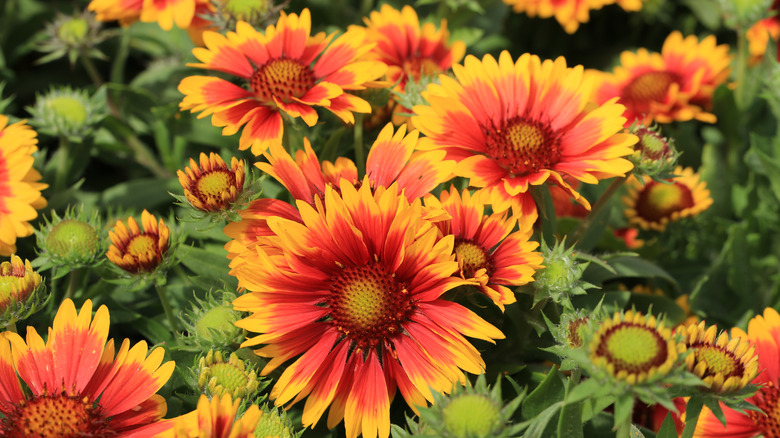 blanket flower Gaillardia