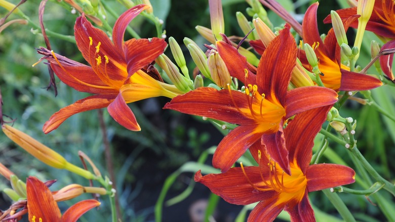 Daylilies Hemerocallis