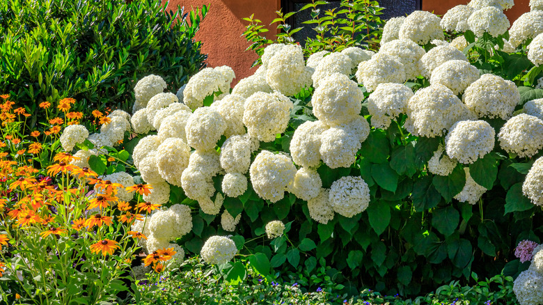 Hydrangea macrophylla