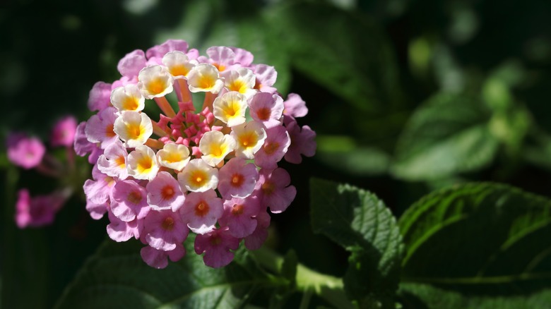 Lantana camara