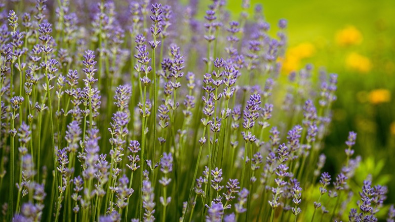 Lavandula angustifolia