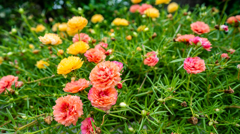 Portulaca grandiflora