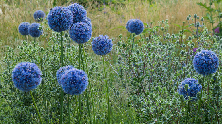 Allium caeruleum