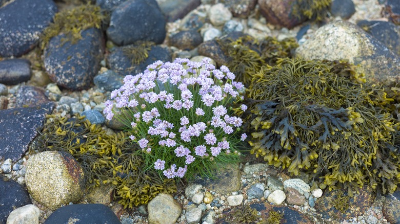 Armeria maritima