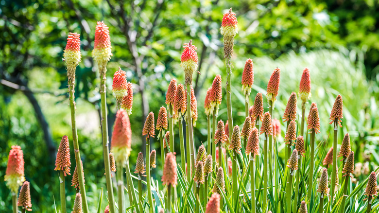 Kniphofia uvaria