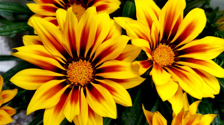 Gazania rigens