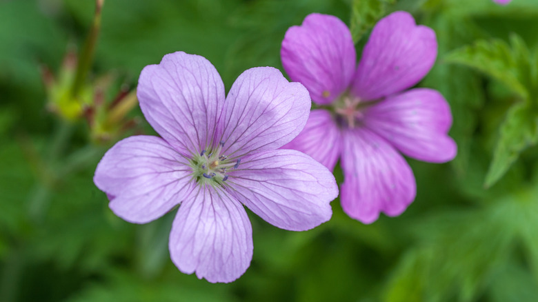 Geranium maculatum