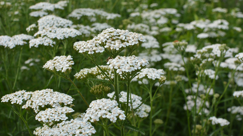 Achillea millefolium