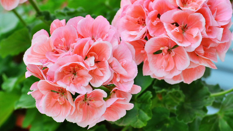 Americana salmon flowers