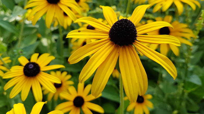 Brown-eyed Susans flowers