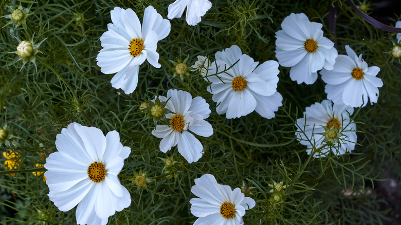 White cosmos flowers